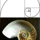 Image for article titled 15 Uncanny Examples of the Golden Ratio in Nature